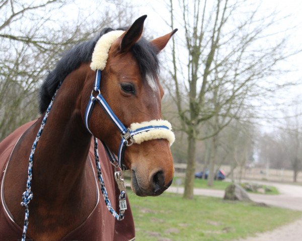 broodmare Wyanet M (Holsteiner, 2006, from Canto)