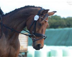 dressage horse Calimero (German Sport Horse, 2006, from Carat 99)