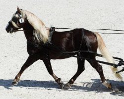 stallion Dexter (Black Forest Horse, 2010, from Domingo)