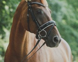 dressage horse Le Charmeur 21 (Hanoverian, 2005, from Londonderry)