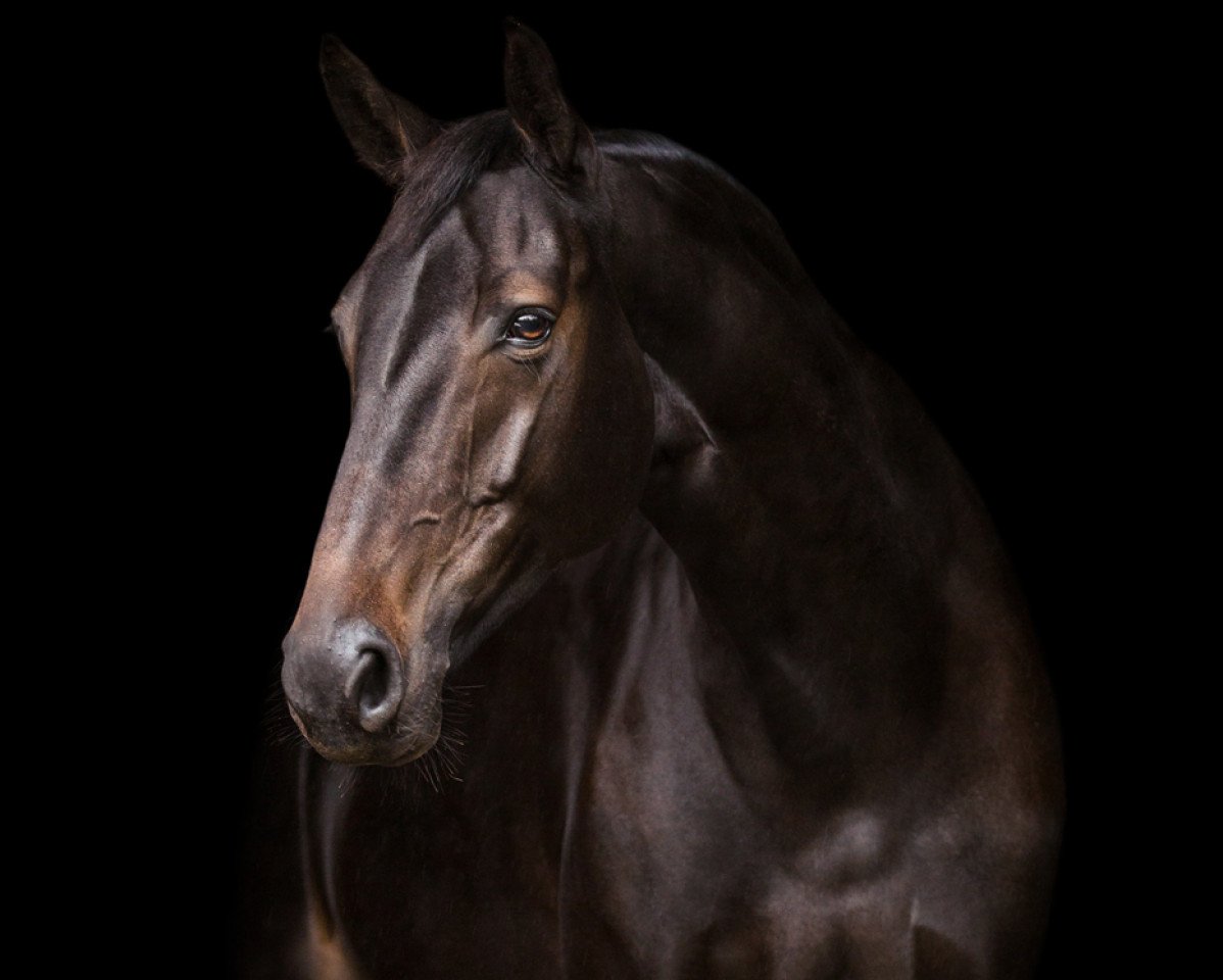 broodmare Quantas Air (Oldenburg show jumper, 2014, from Quidam de Revel)
