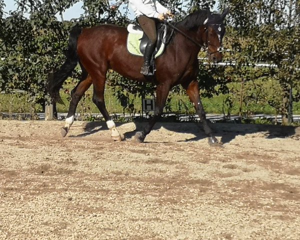 dressage horse Landgraf's Cosmopolitan (Westphalian, 2004, from Charming 8)