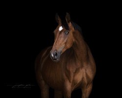 broodmare Flybaboo Air (Holsteiner, 2002, from Florestan I)