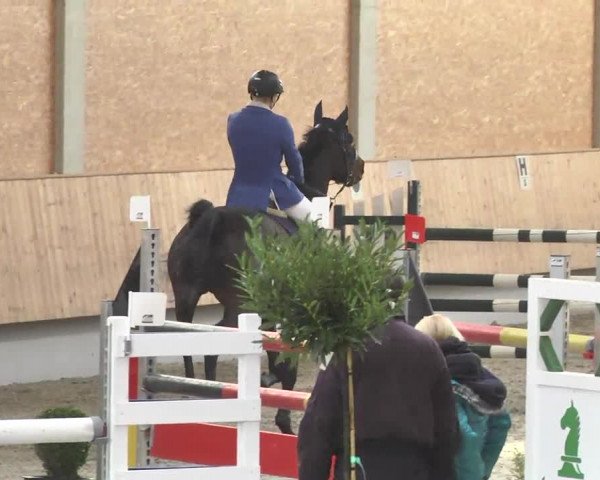 Reitturnier Illertissen 2017