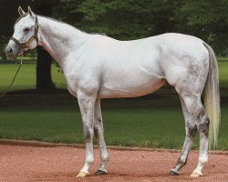 stallion Anchor Down xx (Thoroughbred, 2011, from Tapit xx)