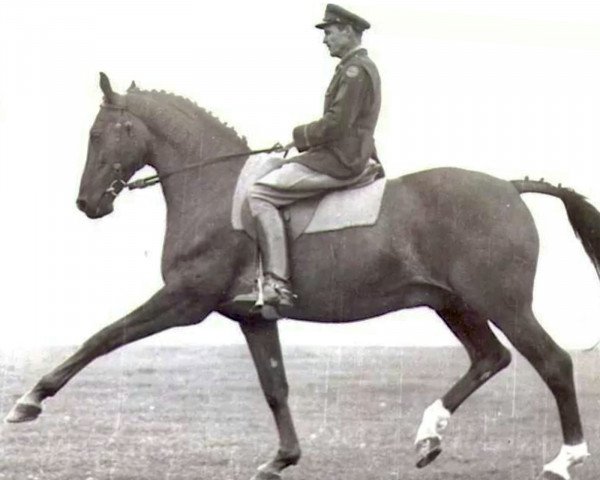 Deckhengst Bill Biddle (Trakehner, 1942, von Airolo xx)