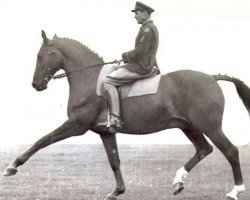 stallion Bill Biddle (Trakehner, 1942, from Airolo xx)