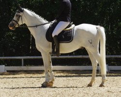 stallion Pandoras (Little German Riding Horse, 2003, from Pamir ox)