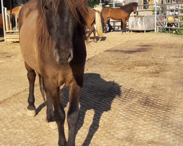 Pferd Frami vom Böllenbodenhof (Islandpferd, 2014, von Hausti vom Wiesenhof)