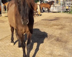 Pferd Frami vom Böllenbodenhof (Islandpferd, 2014, von Hausti vom Wiesenhof)