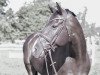 stallion Iwest Dr. Meyer (Holsteiner, 2012, from Diarado)