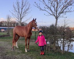 dressage horse Ciao Bella 23 (Deutsches Reitpony, 2017, from Kastanienhof Cockney Cracker)