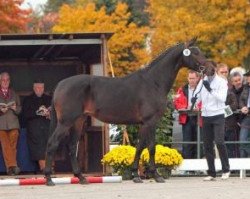 Deckhengst Rosentraum Wrt (Trakehner, 2010, von Hofrat)