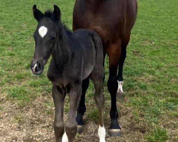 dressage horse Hengst (Oldenburg, 2021, from Jameson Rs2)