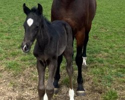 dressage horse Hengst (Oldenburg, 2021, from Jameson RS2)