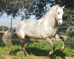 horse Canario (Pura Raza Espanola (PRE), 2014)