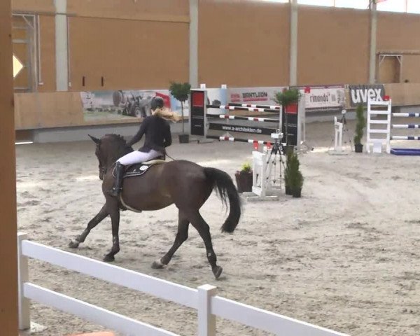 Reitturnier Illertissen 2017