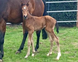 Springpferd Hengst (Holsteiner, 2021, von Hardrock Z)