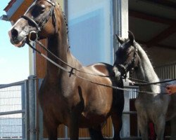 Zuchtstute Daisy (Deutsches Reitpony, 2001, von Marquis AA)