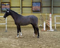 Springpferd Handsome F. Damgaard (Dänisches Warmblut, 2007, von Heartbeat)