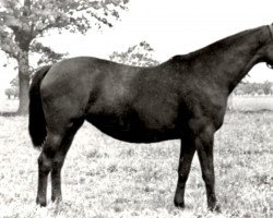 broodmare Estremadura (Trakehner, 1929, from Saturn)