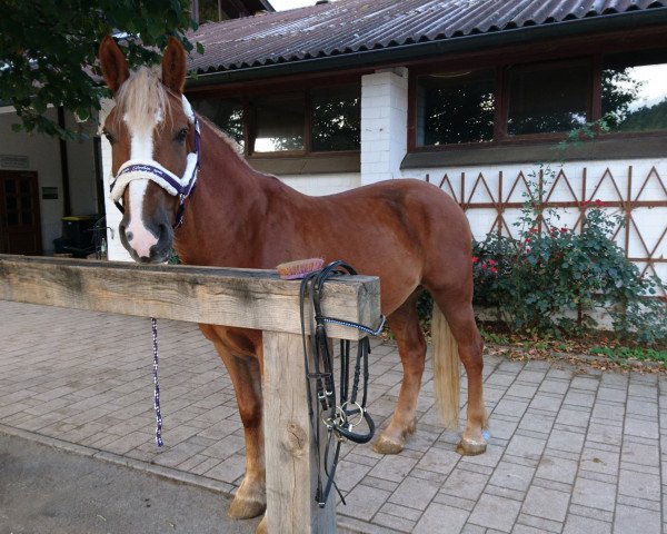Pferd Uranus (Tori, 2013)