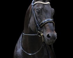 stallion Filmstar II (Westphalian, 2002, from Florestan I)