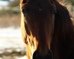 broodmare Kanani HE (Trakehner, 2016, from All Inclusive)