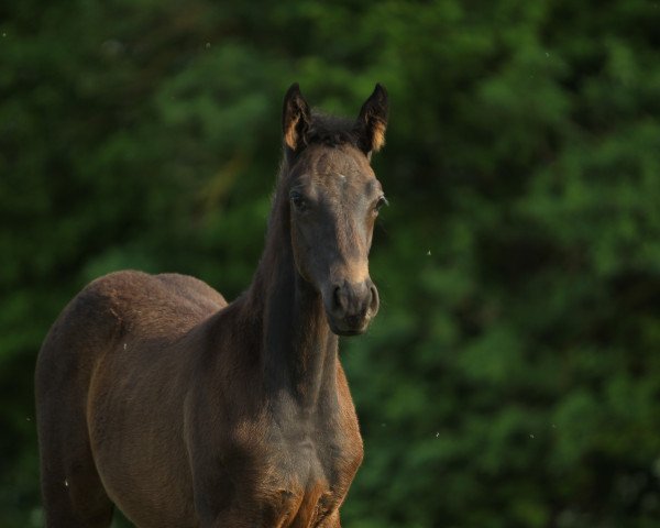 horse Goethes Gretchen (Thoroughbred, 2018, from Tres Rock Danon xx)