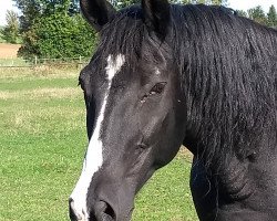 broodmare Freya XV (Trakehner, 1999, from Argument)