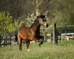 broodmare Miss Marple 41 (German Riding Pony, 1991, from Mac Benedict)