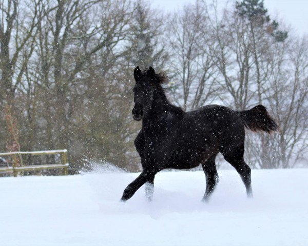 Zuchtstute Feli (Trakehner, 2018, von Münchhausen)