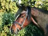 dressage horse Dakota Dynamite (Westphalian, 2008, from Diamond Boy)