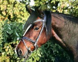 dressage horse Dakota Dynamite (Westfale, 2008, from Diamond Boy)