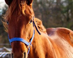 Deckhengst Fabio (Trakehner, 2017, von Icare d'Olympe AA)