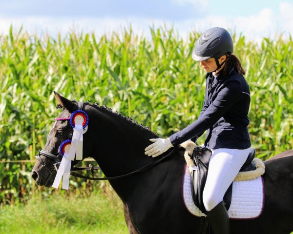 dressage horse Pauline (German Riding Pony, 2011, from Popcorn WE)