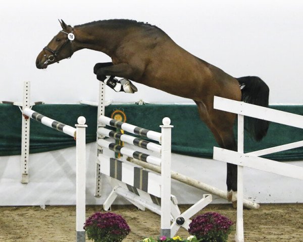 stallion Cyrillus (Westphalian, 2015, from Colincor)