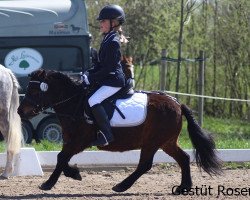 dressage horse Rosentals Belle Surprise (Shetland Pony, 2012, from Bandit)