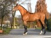 stallion Buster Moon (Hanoverian, 2015, from Blockbuster)