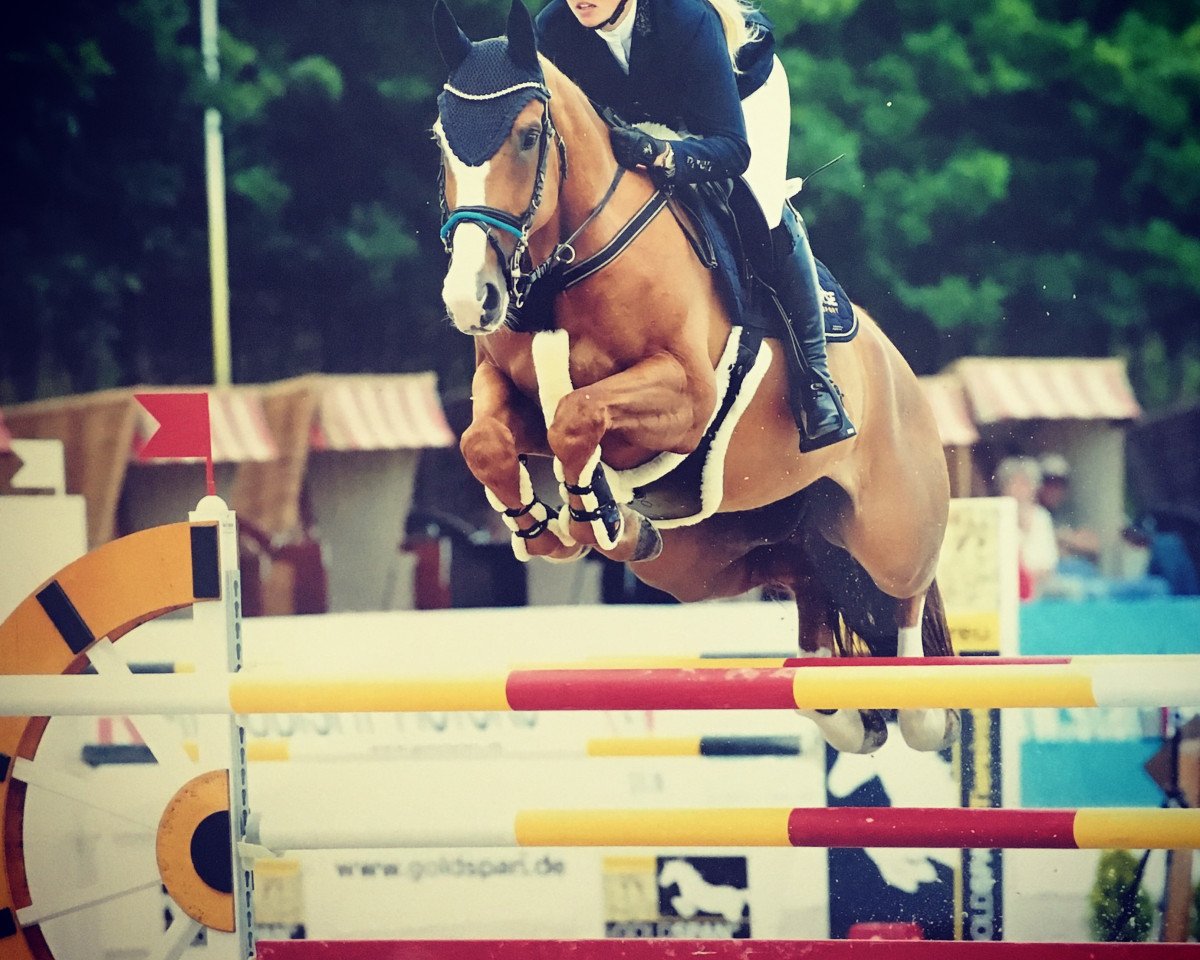 jumper Cumberland As (Oldenburg, 2008, from Champion For Pleasure)