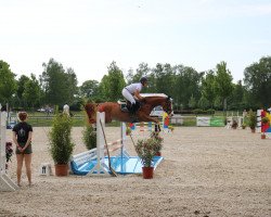 jumper Cumberlina Classica AS (Oldenburg, 2013, from Champion For Pleasure)