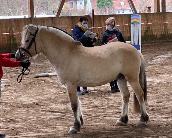 Deckhengst Vinnebo (Fjordpferd, 2018, von Vacceur)