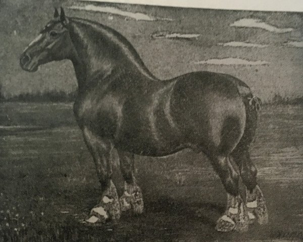 stallion Baron Russell (Clydesdale,  , from Baronson)