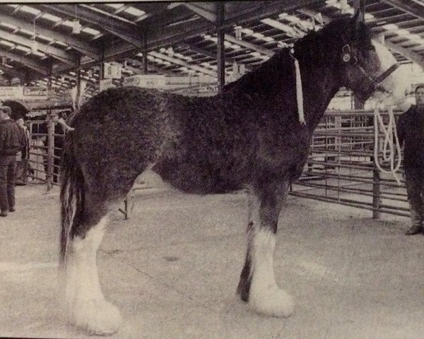 Deckhengst Barlauchlan Ideal (Clydesdale, 1996)