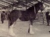 stallion Barlauchlan Ideal (Clydesdale, 1996)