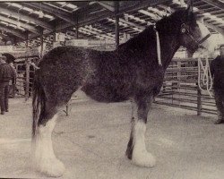 stallion Barlauchlan Ideal (Clydesdale, 1995, from Eskechraggan Perfection)