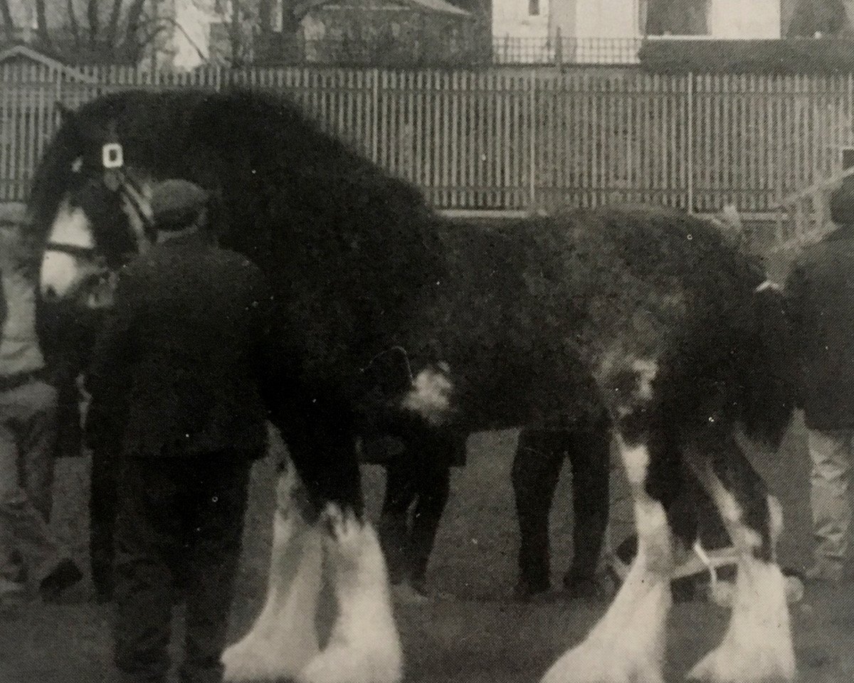 Deckhengst Balwill Knockout (Clydesdale, 1985, von Balwill Grandeur)