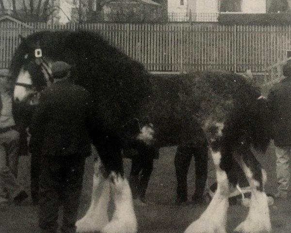 stallion Balwill Knockout (Clydesdale,  , from Balwill Grandeur)