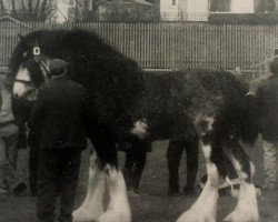 stallion Balwill Knockout (Clydesdale,  , from Balwill Grandeur)