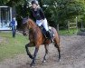 dressage horse Der Feine Ludwig (German Riding Pony, 2010, from Der feine Lord AT)